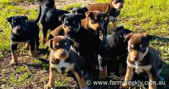 When a litter comes up they are gone when they are born