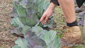 Horticulture students could be out in the cold as Swinburne moves to close courses