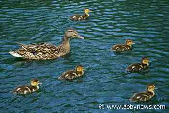 B.C. wildlife group shares tips on duckling dilemmas, as dozens of orphans brought in