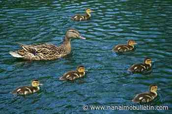 B.C. wildlife group shares tips on duckling dilemmas, as dozens of orphans brought in