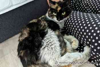 Border officers in Vancouver find cat in parcel from China: SPCA