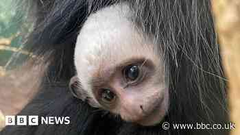 Zoo names monkey Charles ahead of Coronation