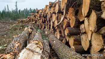 Report calls on Manitoba to end logging in Duck Mountain Provincial Park, protect biodiversity