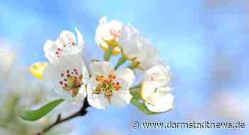 Höchst im Odenwald feiert das 70. Apfelblütenfest mit großem Feuerwerk