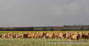 Extra sheep onfarm costing producers
