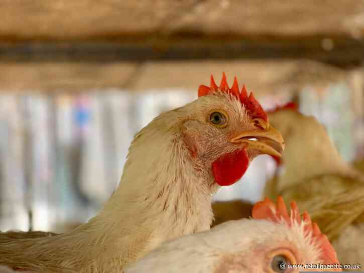 Franken-chickens may be banned from UK supermarkets