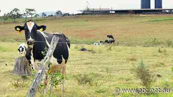 Why locals in a once-proud north Queensland dairy region can't get a bottle of milk