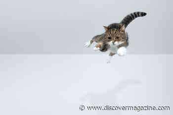 Why Do Cats Always Land on Their Feet?