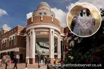 Atria Watford to host abseil after peregrine falcons nest at One YMCA