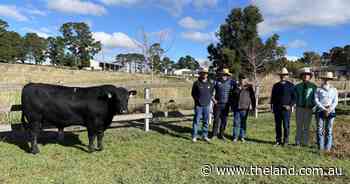 'Thrilling' result for Hazeldean Angus at Cooma