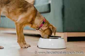 Dogs at risk of serious lead poisoning from raw pheasant dog food