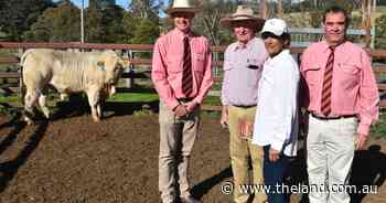 Violet Hills sparks strong stud competition