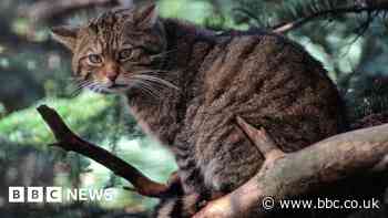 Scotland's wildcat on brink of extinction - research