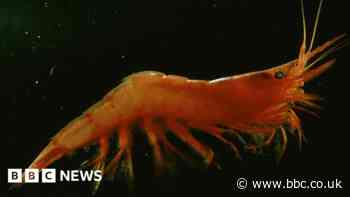 Climate change: life in ocean ‘twilight zone' at risk from warming