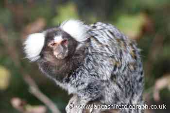 Marmoset monkeys on the loose in Lancashire after escaping from home