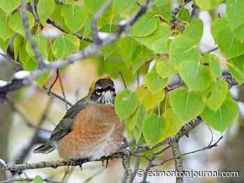 Thursday's letters: Don't protect private trees; promote planting instead