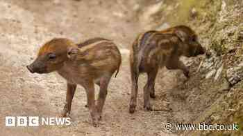 Newquay Zoo celebrates birth of rare 'warty' piglets