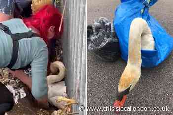 Thamesmead swan is rescued by volunteers after 'attack'