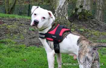 Wirral Globe dog of the week: 'Beautiful' Biggie needs you