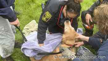 ‘Ruff' Rescue: First Responders Free Dog Stuck in Pipe in Bloomfield