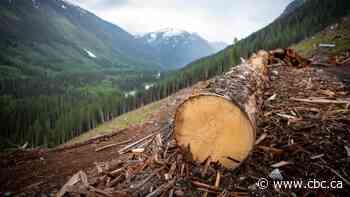 How do you tally up forestry's climate impact? Watchdog calls for more transparency