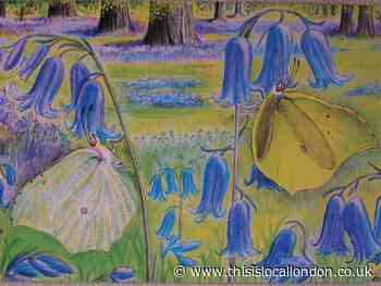 Nature Notes: Bluebells and brimstone butterflies!