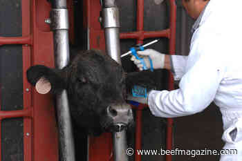 Now is the time to develop a relationship with a veterinarian