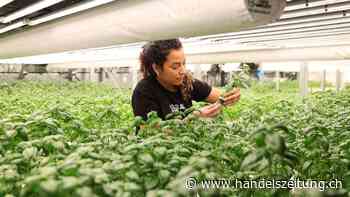 Lebensmittelproduktion der Zukunft