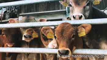 Klimakillern auf der Spur