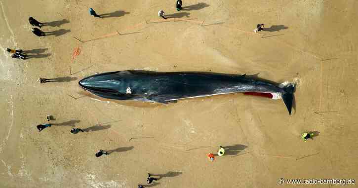 30 Tonnen: Wal-Kadaver in England zieht Schaulustige an