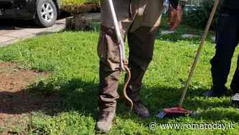 Una vipera in casa: catturato il serpente nascosto nel giardino