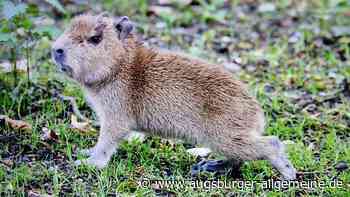 Glücksfall: Zoobesucher erleben Geburt bei Wasserschweinen mit