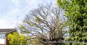 700-year-old oak tree used to spy on king's army could be chopped down for 3-bedroom home