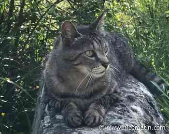 Arnaque ou véritable enlèvement? Il réclame de l’argent pour lui rendre son chat