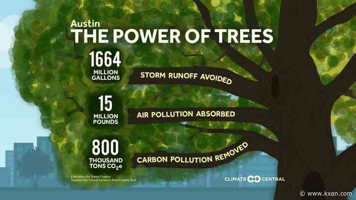 The boundless benefits of trees in cities like Austin