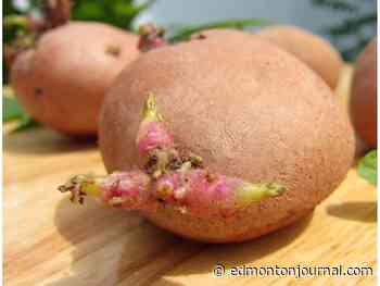 Growing Things: Potato chitting will help get things to a growing start