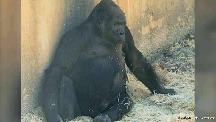 Baby watch begins at the Calgary Zoo as gorilla goes into labour
