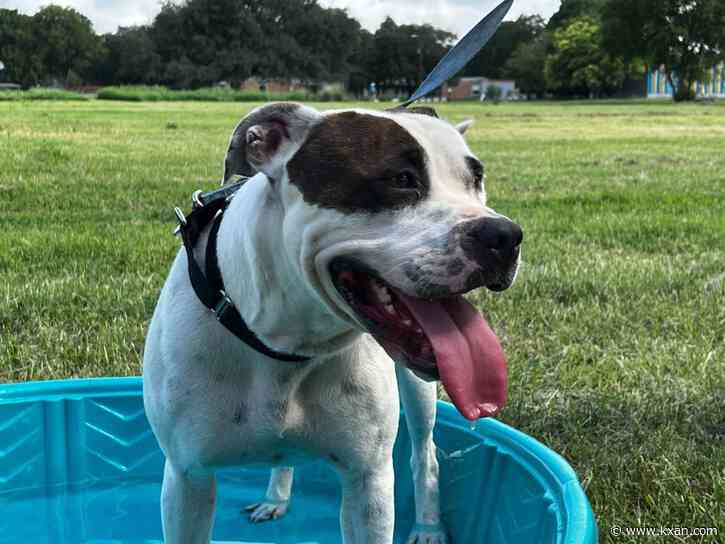 AAC seeking help, fosters after 20-dog intake reinforces capacity issue