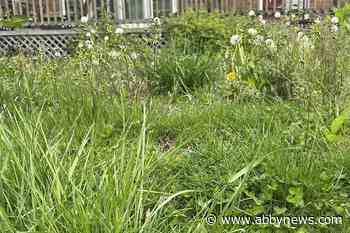 No Mow May? Good intentions, bad approach, critics say