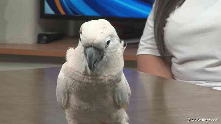 Bird Rescue set to host fundraising event this weekend