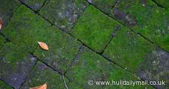 Gardener's £3.79 'no scrub' trick that removes moss from driveways and stops it returning