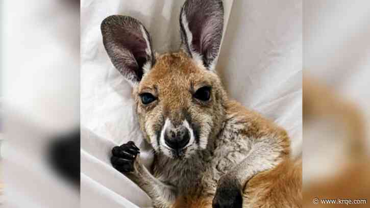 Clovis zoo kangaroos named after $4,000 winning bid