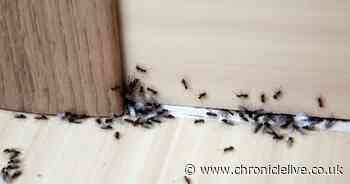 Mrs Hinch fans share £1.25 method to keep ants out of your home that 'works every time'