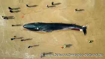 30 Tonnen: Wal-Kadaver in England zieht Schaulustige an