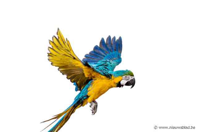 Hubertus Vereniging Vlaanderen verheugd dat ze munitie voor vrijspraak jager die ara doodschoot kon leveren