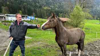 Autodieb flüchtet auf Pferd vor Polizei – zuvor hatte er andere seltsame Dinge getan