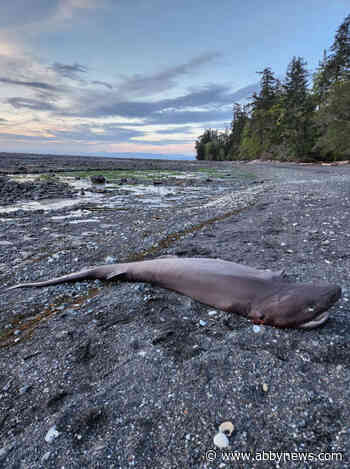 ‘Nothing to be scared of’: Dead shark washes up on B.C. shore