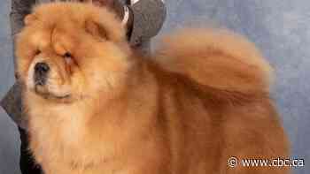 Calgary pooch headed to New York to compete in international dog show