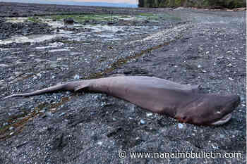 ‘Nothing to be scared of’: Dead shark washes up on B.C. shore
