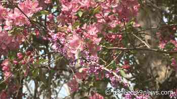 Proctor's Garden: Assessing winter garden damage